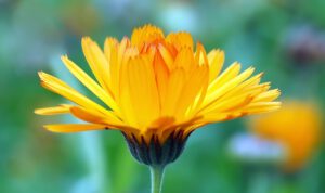 Calendula Ringelblume aus mineralischen, tierischen, pflanzlichen oder organischen Stoffen hergestellt Ringelblume ist ein wunderbares Heilmittel für offene Wunden, Verbrennungen und nach Zahnextraktionen